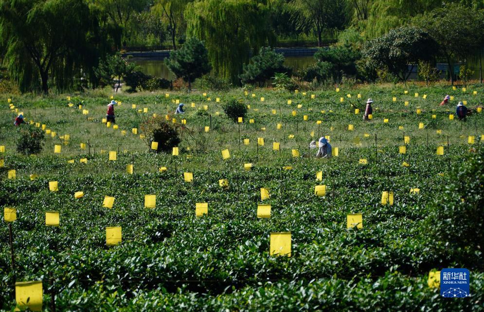 棋牌游戏推荐
